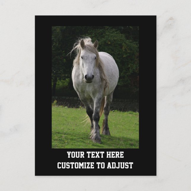 Cute pony photograph postcard (Front)