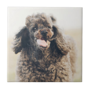 Cute Poodle Dog Face Smile Smiling Ceramic Tile