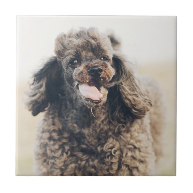 Cute Poodle Dog Face Smile Smiling Ceramic Tile (Front)