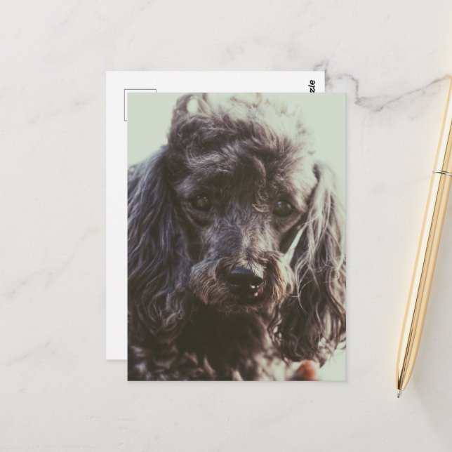 Cute Poodle Dog Puppy Face Eyes  Postcard (Front/Back In Situ)