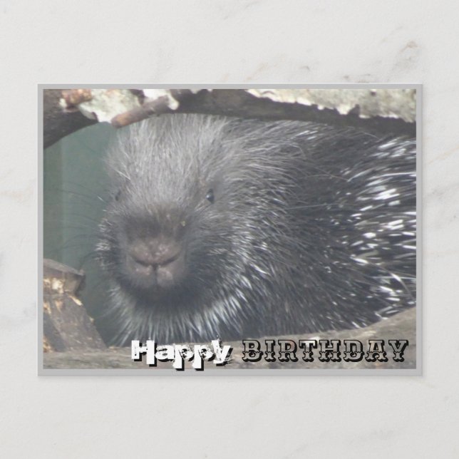 Cute Porcupine Face DIY Happy Birthday Postcard (Front)