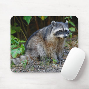 Cute Posing North American Racoon Mouse Pad