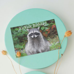 Cute Posing Racoon Funny Wildlife Birthday Card