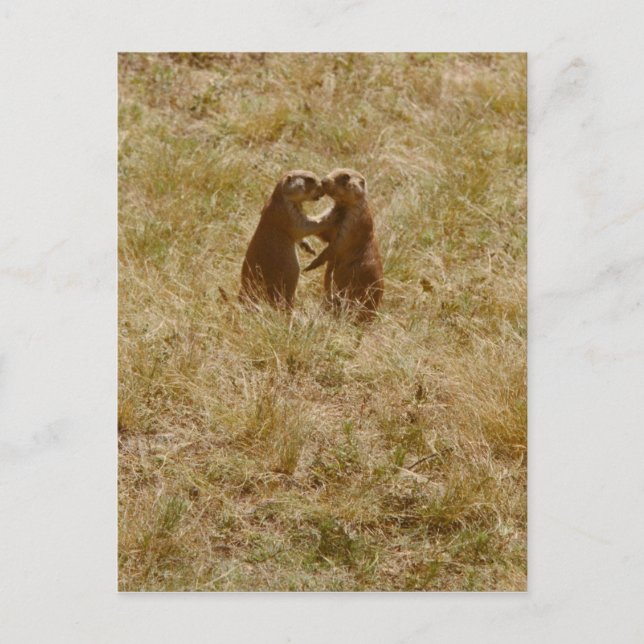Cute praire dog postcard (Front)