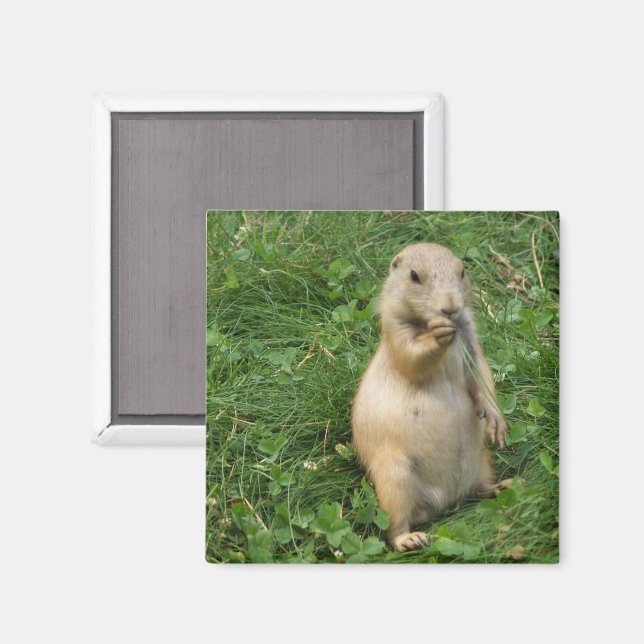 Cute Prairie Dog Standing in Grass Eating Magnet (Front/Back)