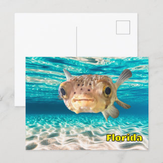 Cute Puffer Fish in the Ocean Peaceful Underwater  Postcard