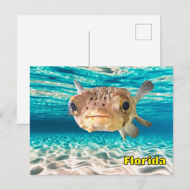 Cute Puffer Fish in the Ocean Peaceful Underwater  Postcard (Front/Back)