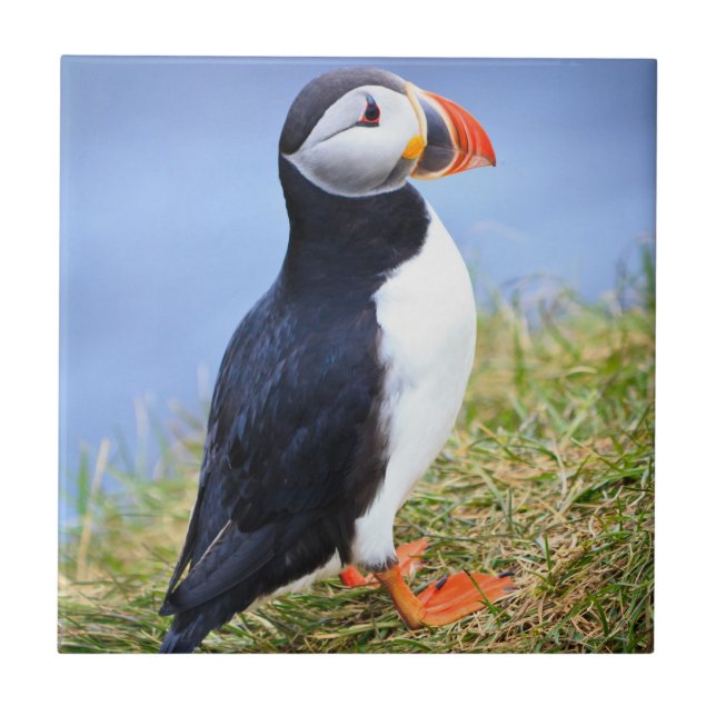 Cute Puffin Tile (Front)