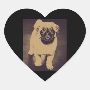 Cute Pug Dog Portrait Heart Sticker
