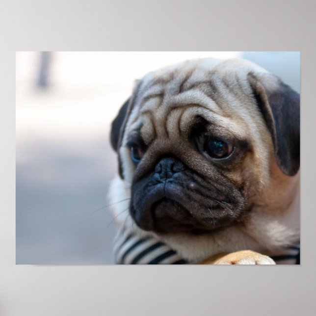 Cute Pug Face Closeup Poster (Front)