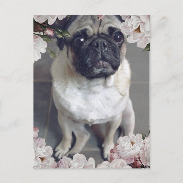 Cute Pug Postcard (Front)
