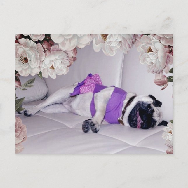 Cute Pug Postcard (Front)