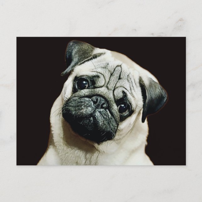 Cute Pug Postcard (Front)