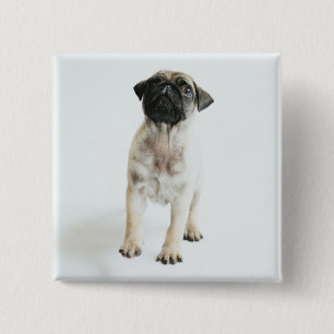 Cute Pug Puppy 15 Cm Square Badge