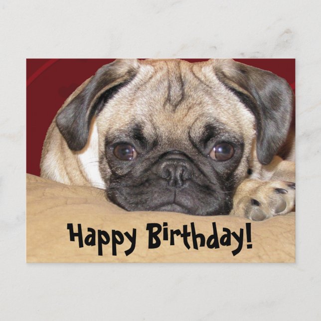 Cute Pug Puppy Birthday Wish Postcard (Front)