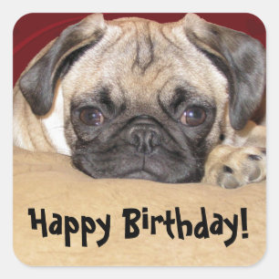 Cute Pug Puppy Birthday Wish Square Sticker