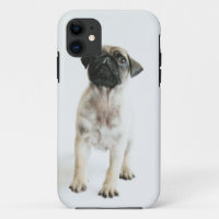 Cute Pug Puppy