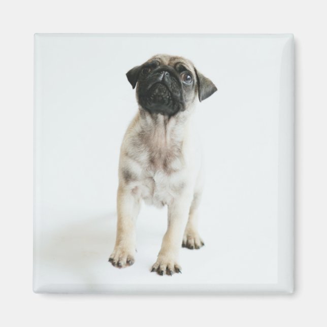 Cute Pug Puppy Magnet (Front)