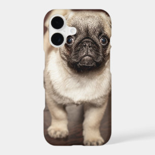 Cute Pug Puppy Photo