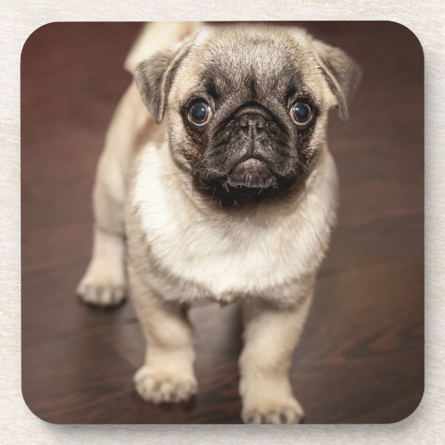 Cute Pug Puppy Photo Coaster (Front)