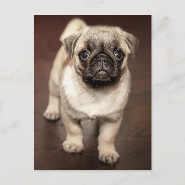 Cute Pug Puppy Photo Postcard (Front)
