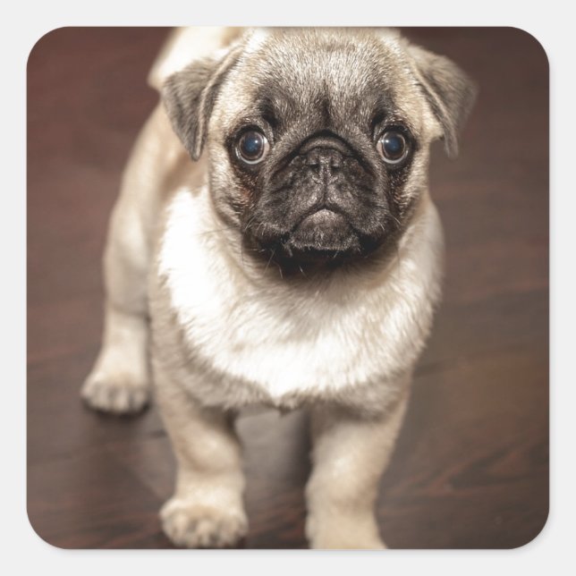 Cute Pug Puppy Photo Square Sticker (Front)