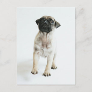 Cute Pug Puppy Postcard