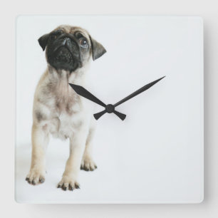 Cute Pug Puppy Square Wall Clock