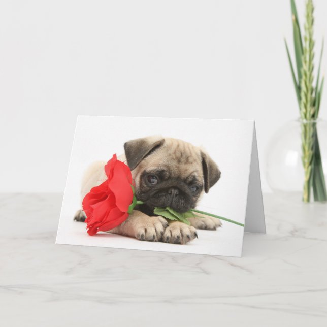Cute Pug Puppy with Red Rose Valentine Holiday Card (Front)