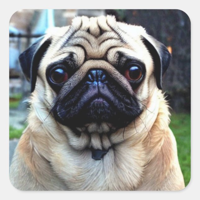 Cute Pug Square Sticker (Front)