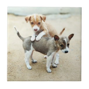 Cute Puppies Playing on Beach Ceramic Tile