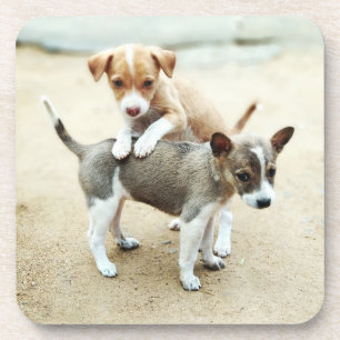 Cute Puppies Playing on Beach Coaster