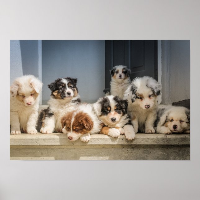 Cute Puppies Premium Canvas (Gloss) Poster (Front)
