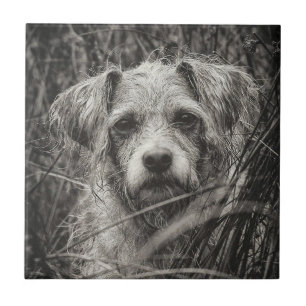 Cute Puppy Black and Whie Portrait Photograph Ceramic Tile