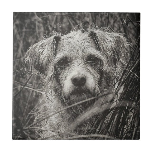 Cute Puppy Black and Whie Portrait Photograph Ceramic Tile (Front)