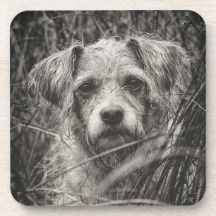 Cute Puppy Black and Whie Portrait Photograph Coaster