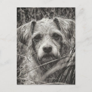 Cute Puppy Black and Whie Portrait Photograph Postcard