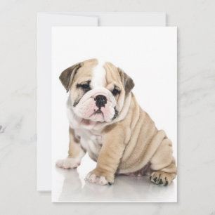 Cute Puppy Bulldog Sad Holiday Card