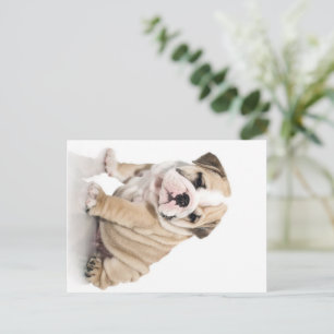 Cute Puppy Bulldog Sad Holiday Postcard