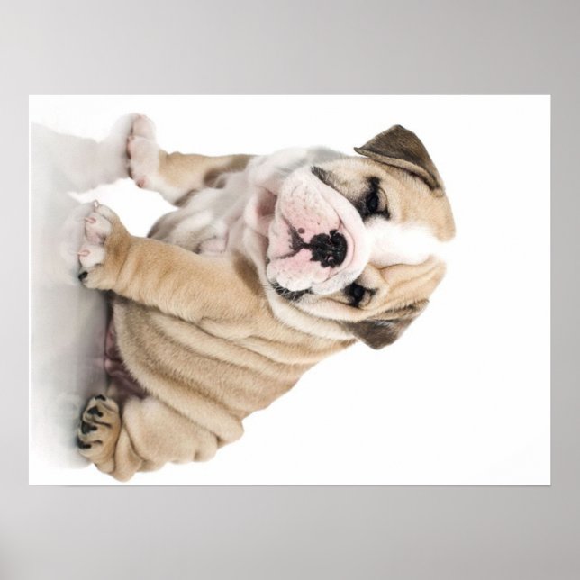 Cute Puppy Bulldog Sad Poster (Front)