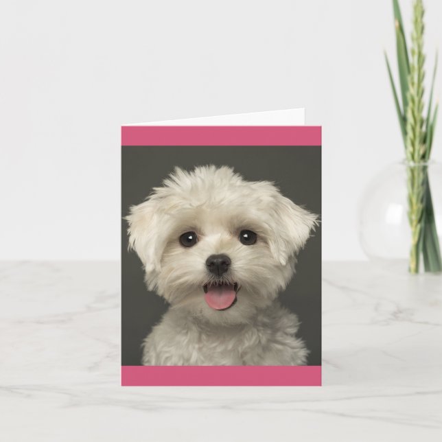 Cute Puppy Dog Blank Maltese Card (Front)
