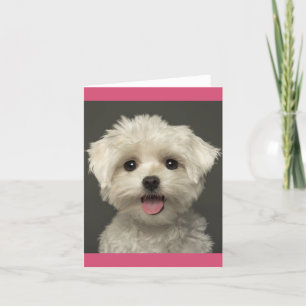 Cute Puppy Dog Blank Maltese Card
