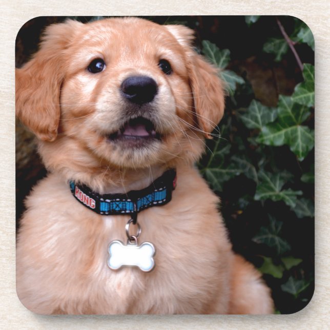 Cute puppy dog Golden Retriever Puppy Coaster (Front)