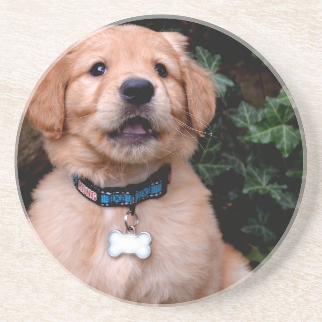 Cute puppy dog Golden Retriever Puppy Coaster (Front)