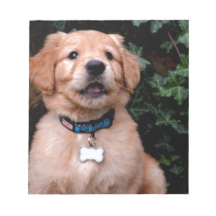 Cute puppy dog Golden Retriever Puppy Notepad