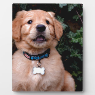 Cute puppy dog Golden Retriever Puppy Plaque