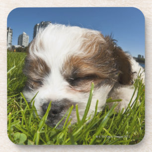 Cute puppy dog in park, Vancouver, BC, Canada. Coaster