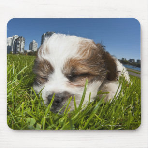 Cute puppy dog in park, Vancouver, BC, Canada. Mouse Pad