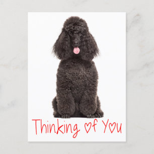 Cute Puppy Dog Love Black Poodle Thinking of You Postcard