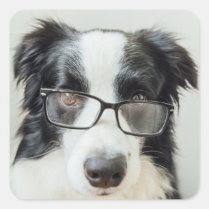Cute Puppy Dog Lover Black White Border Collie Square Sticker
